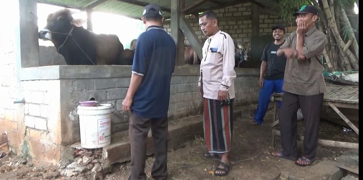 Sapi kurban di Tuban.