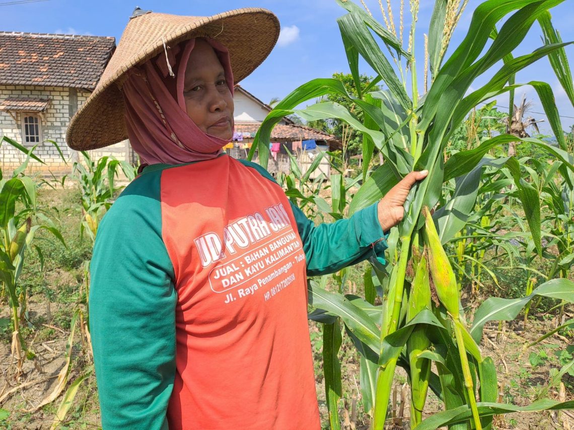 Panen jagung.