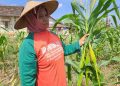 Panen jagung.