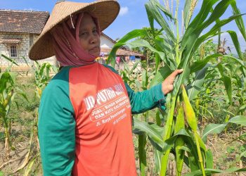 Panen jagung.