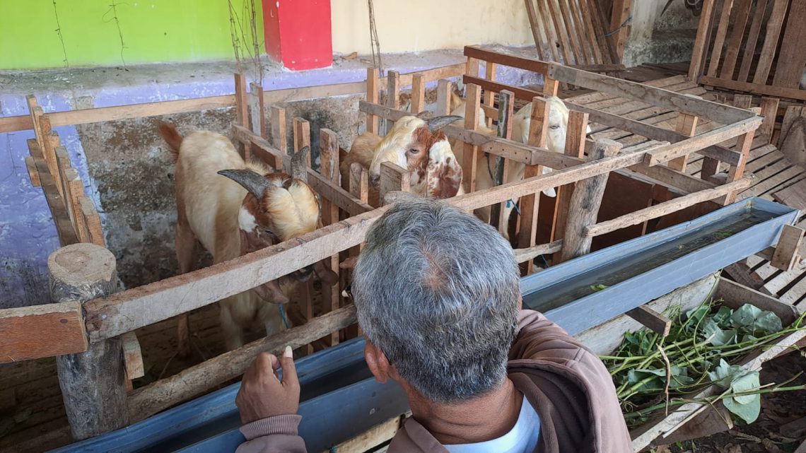 Manfaatkan Medsos, Pedagang Kambing Kurban di Tuban Pasarkan Dagangannya Lewat Dunia Maya 5 Pedagang Kambing Kurban di Tuban