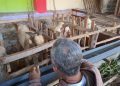 Pedagang Kambing Kurban di Tuban