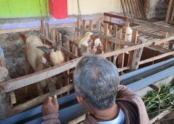 Pedagang Kambing Kurban di Tuban
