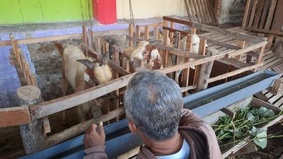 Pedagang Kambing Kurban di Tuban