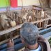 Manfaatkan Medsos, Pedagang Kambing Kurban di Tuban Pasarkan Dagangannya Lewat Dunia Maya 12 Pedagang Kambing Kurban di Tuban