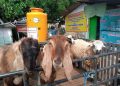 Harga kambing.