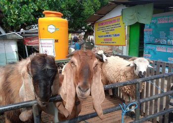 Harga kambing.