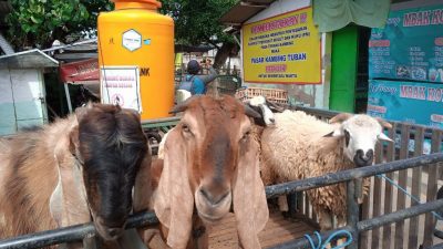 Harga kambing.