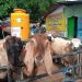 Harga kambing.