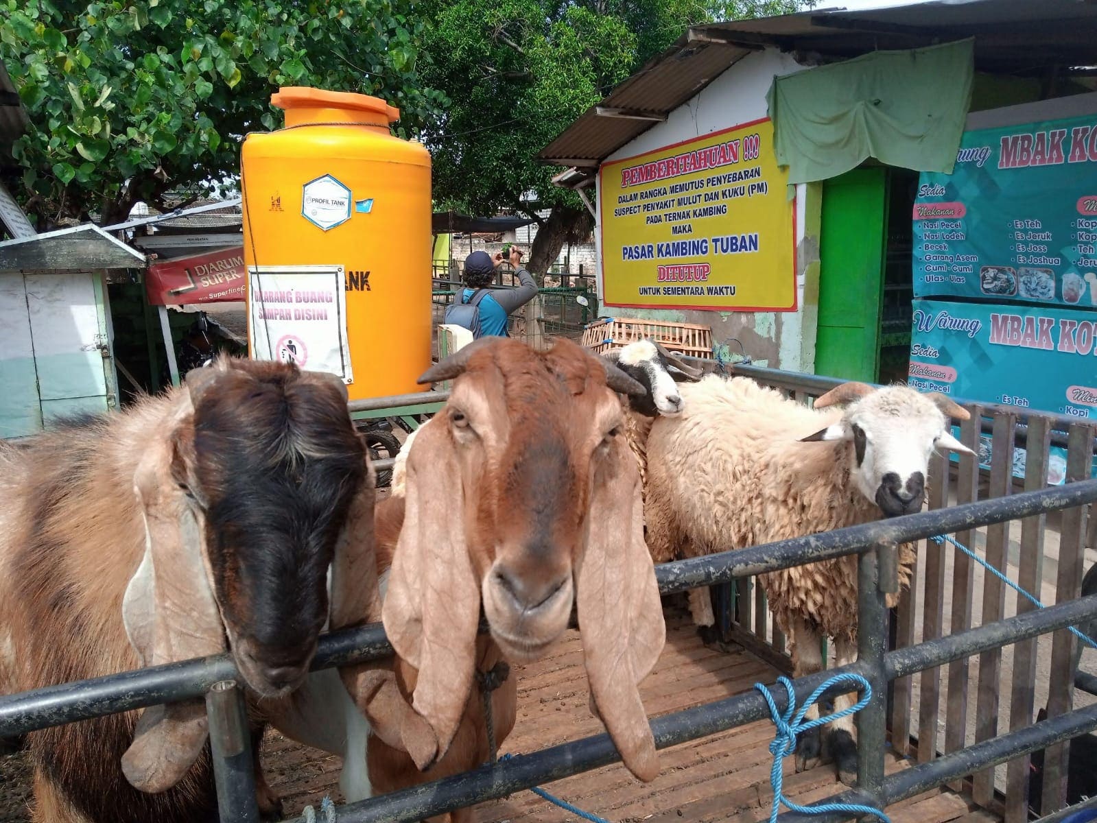 Harga kambing.