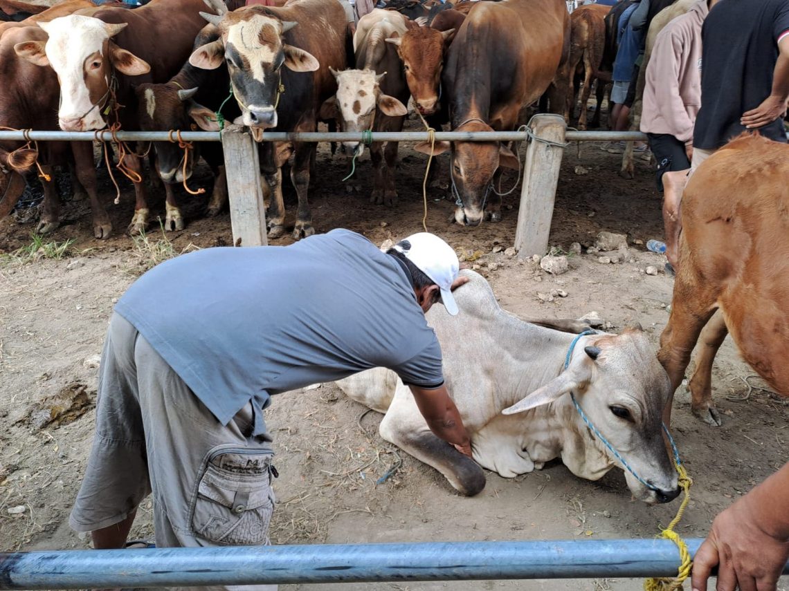 Panik Lompat dari Truk, Kaki Sapi di Tuban Patah, Pemilik Terpaksa Jual Dagingnya 1 Sapi di Tuban.