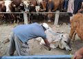 Sapi di Tuban.