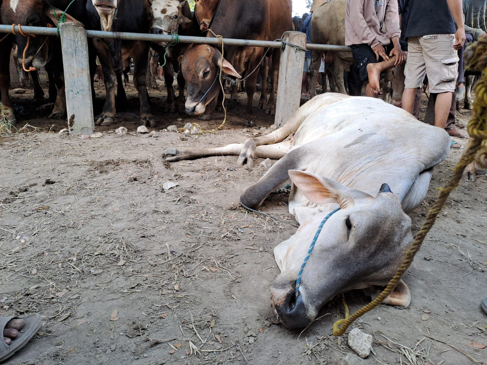 Panik Lompat dari Truk, Kaki Sapi di Tuban Patah, Pemilik Terpaksa Jual Dagingnya 2 Sapi Tuban patah kaki.