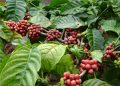 Kopi