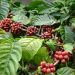 Target 10 Ton Ekspor Kopi Robusta Jember ke Jepang 8 Kopi