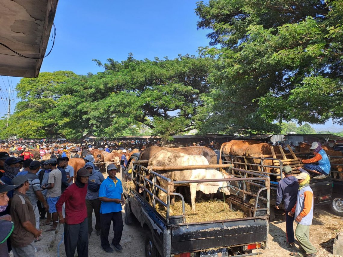 Situasi Pasar Hewan