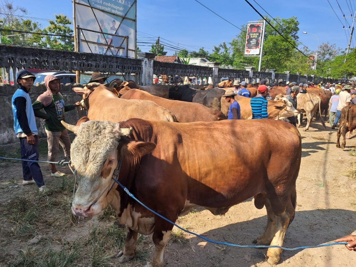 Sapi Tuban Diburu Pembeli dari Jawa Tengah Hingga Jakarta 5 Situasi pasar hewan