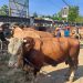 Sapi Tuban Diburu Pembeli dari Jawa Tengah Hingga Jakarta 8 Situasi pasar hewan