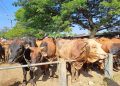 Sapi Tuban 1