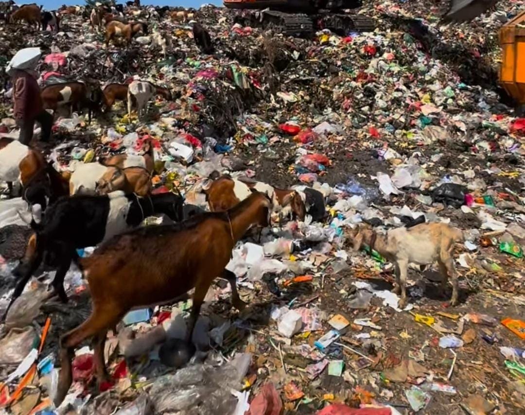 Kambing makan sampah di Mojokerto.