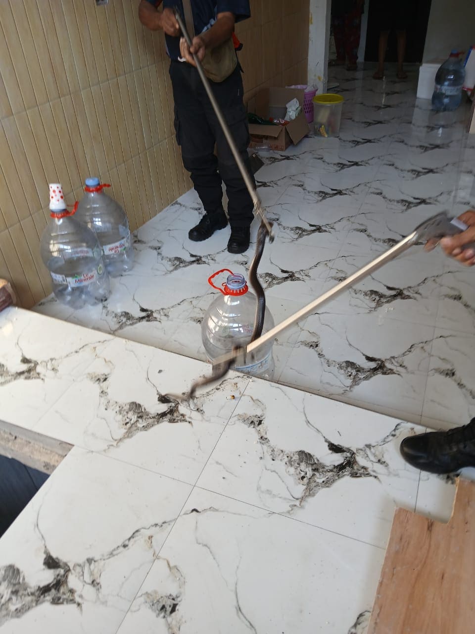 Ular Kobra Masuk Rumah Warga Tuban, Sembunyi di Dalam Septic Tank 3 Penemuan ular kobra di Tuban.