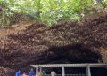 Goa Ngerong Tuban.