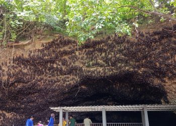 Wisata Menakjubkan! Goa Ngerong Tuban Simpan Misteri: Sajikan Ribuan Kelelawar hingga Spa Alami yang Menyenangkan 1 Goa Ngerong Tuban.