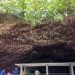 Wisata Menakjubkan! Goa Ngerong Tuban Simpan Misteri: Sajikan Ribuan Kelelawar hingga Spa Alami yang Menyenangkan 10 Goa Ngerong Tuban.