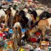 Fenomena Kambing Makan Sampah di TPA Mojokerto, Begini Pandangan Aswaja Center 8 Kambing makan sampah.