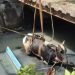 Kaget Bunyi Klakson, Sapi Kurban di Surabaya Nyemplung Sungai 13 Sapi kurban.