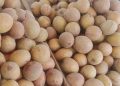 Manfaat Buah Sawo Untuk Kesehatan