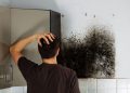 Jamur black mold.