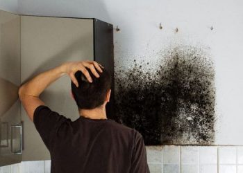 Jamur black mold.