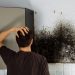 Awas Kesehatanmu Terancam! Ini Dia Bahaya Jamur Black Mold yang Ada di Rumahmu 13 Jamur black mold.
