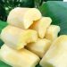 Oleh-oleh khas Jember.