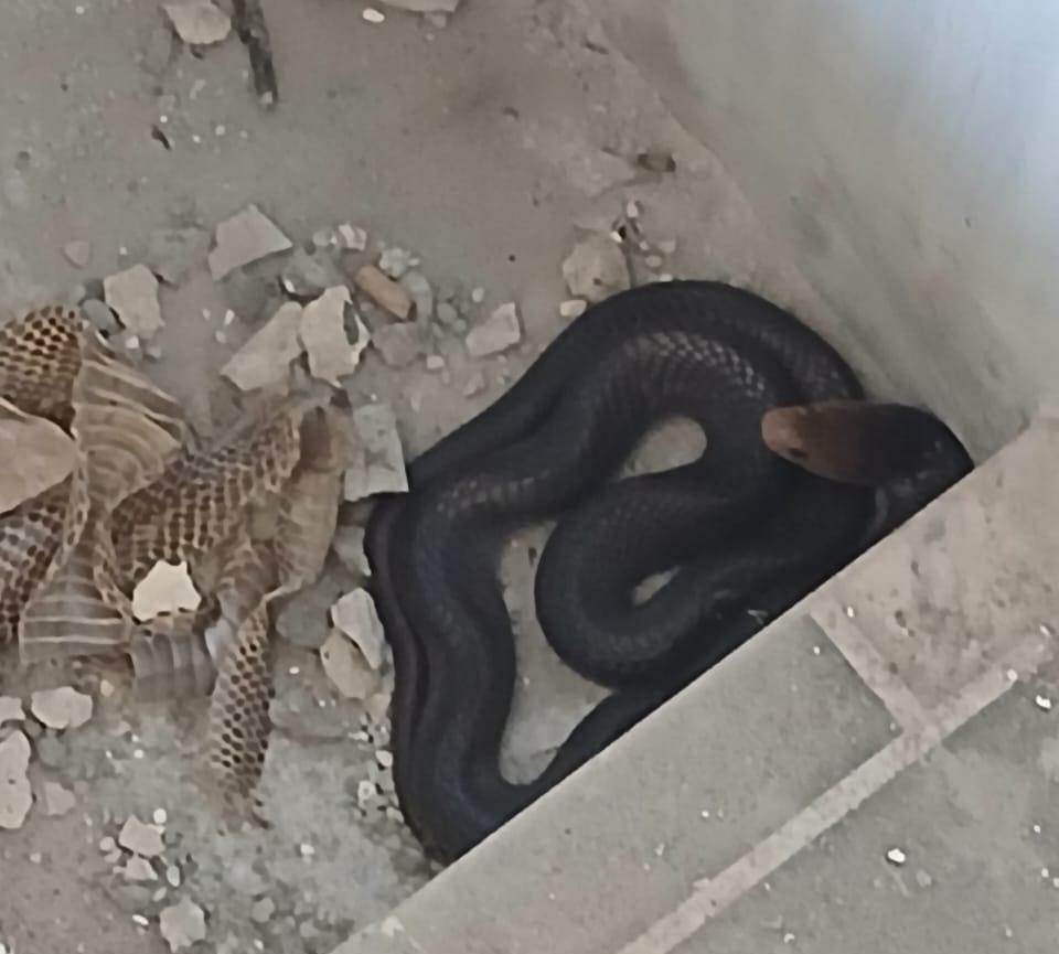 Ular Kobra Masuk Rumah Warga Tuban, Sembunyi di Dalam Septic Tank 1 Ular kobra.
