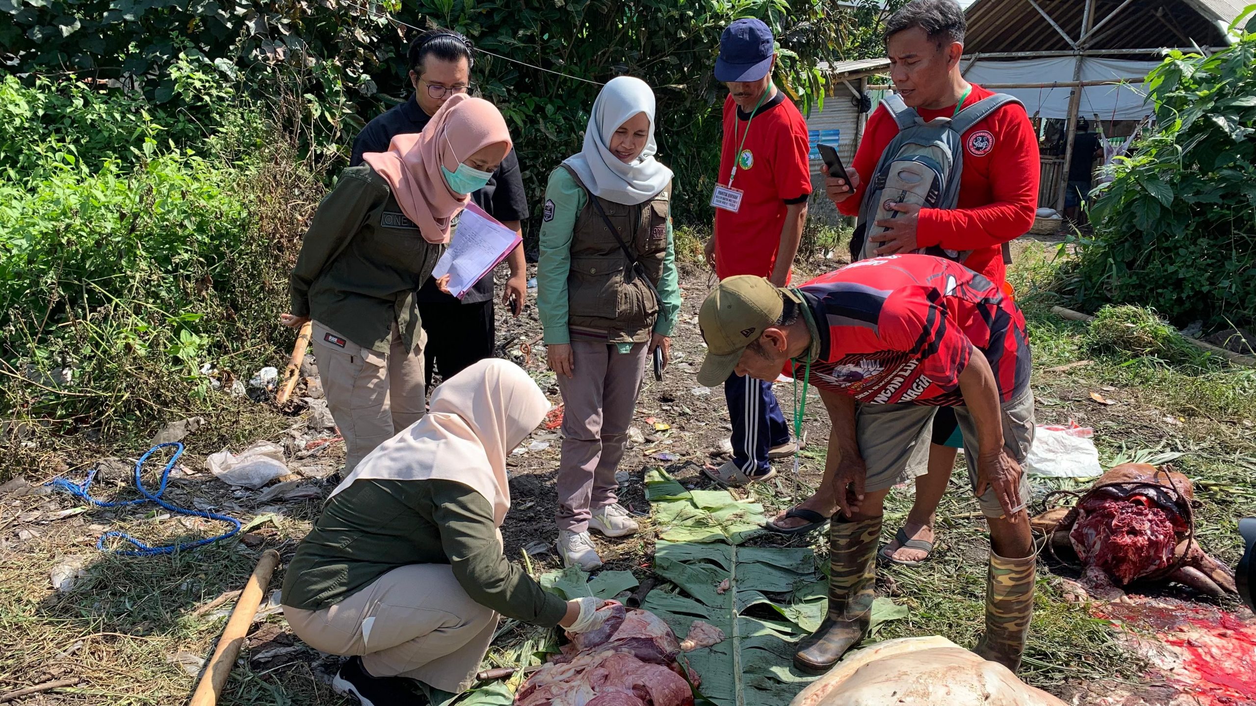 DKPP Jember periksa hewan kurban.