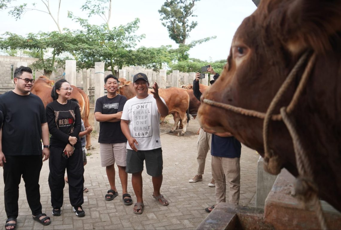 Mas Dhito Bareng Mbak Cicha Beli Empat Ekor Sapi Jumbo untuk Kurban 1 Mas Dhito KDR