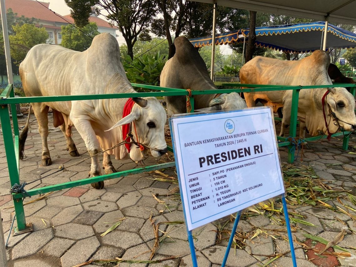Sapi Kurban Presiden