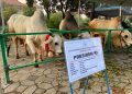 Sapi Kurban Presiden
