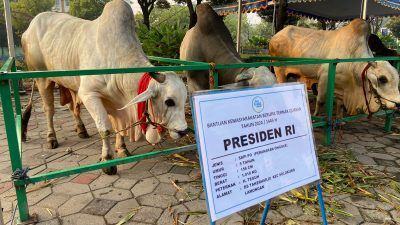 Sapi Kurban Presiden