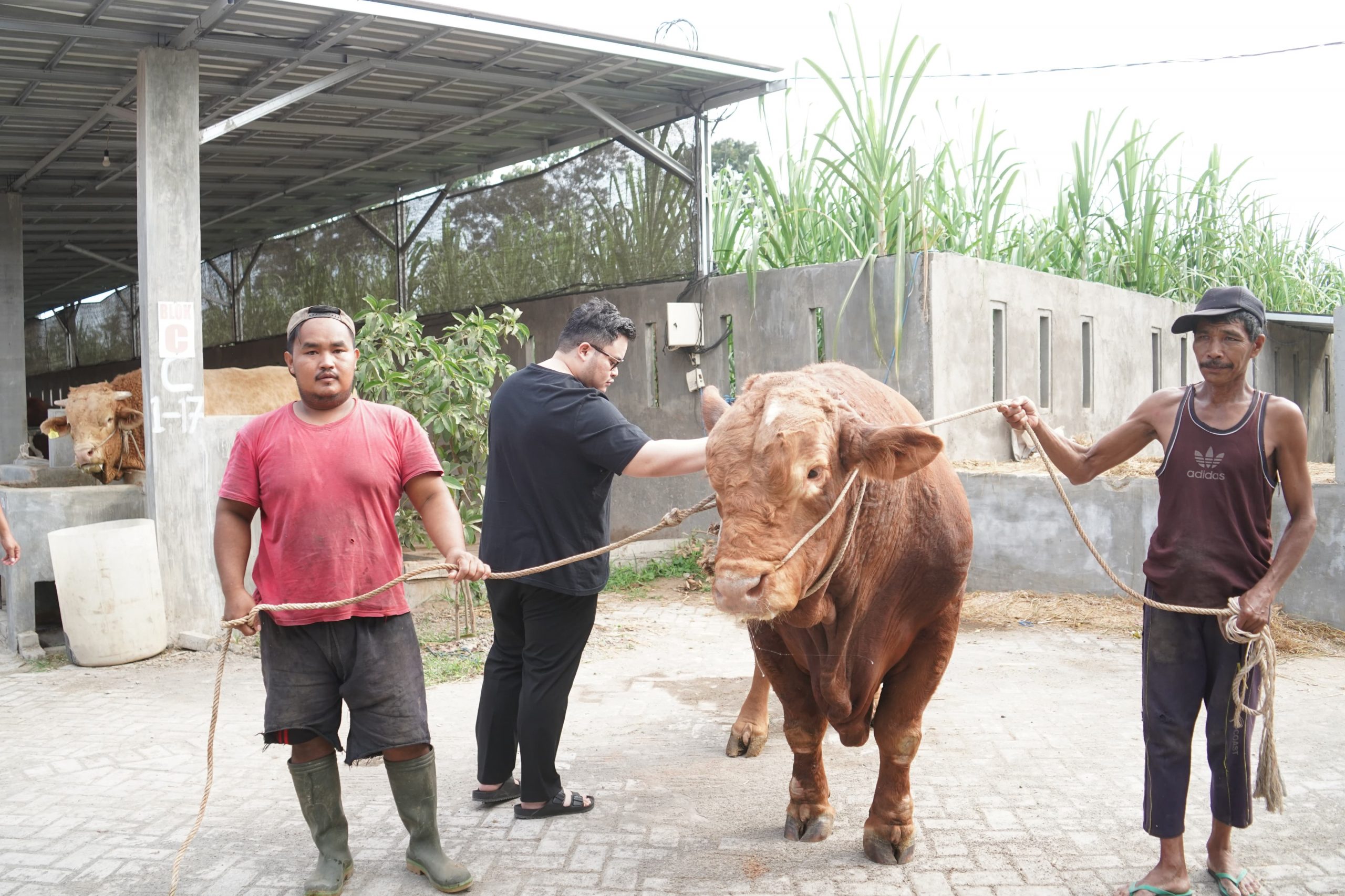 Mas Dhito Bareng Mbak Cicha Beli Empat Ekor Sapi Jumbo untuk Kurban 2 sapi jumbo scaled