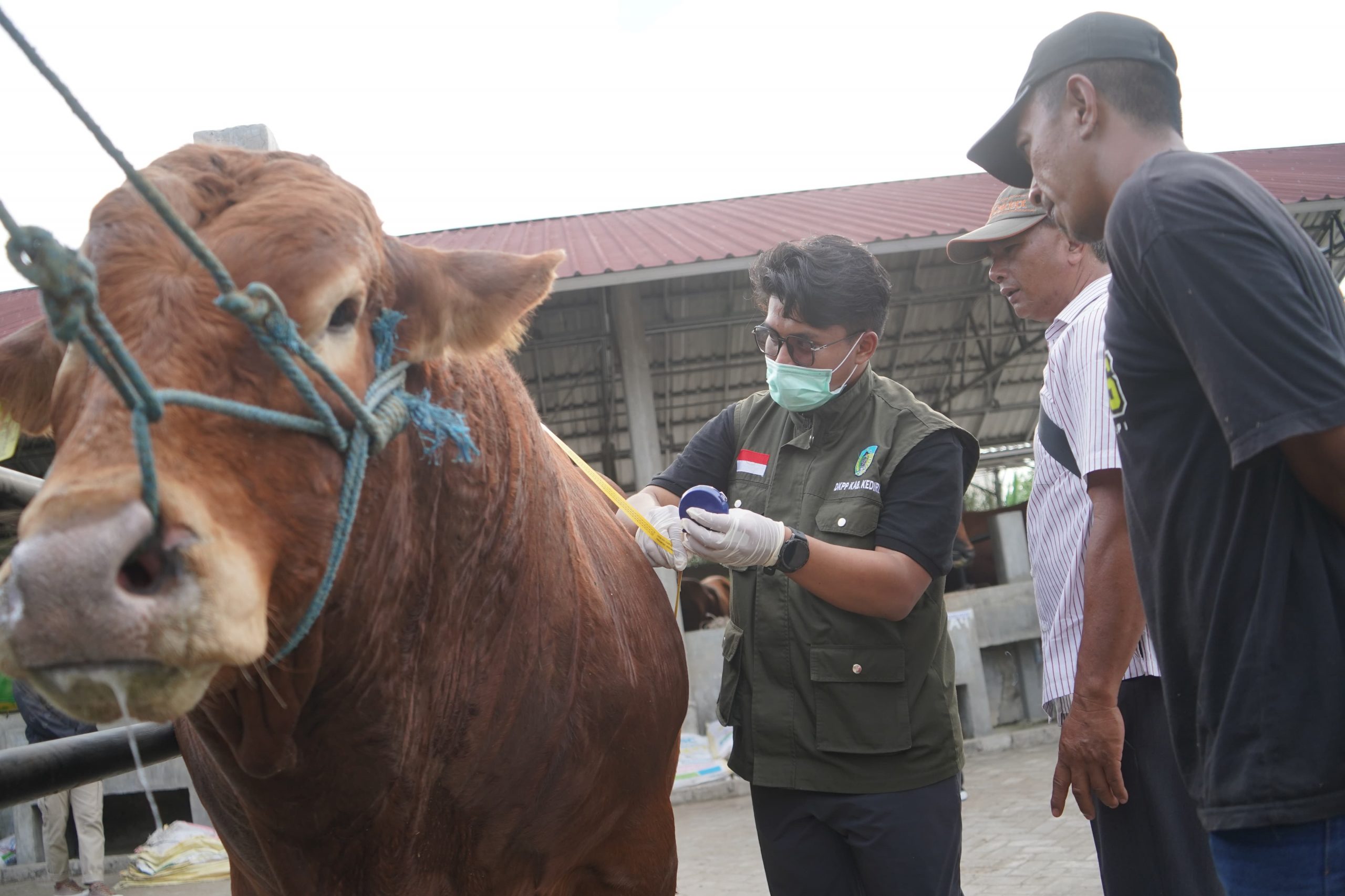 Mas Dhito Bareng Mbak Cicha Beli Empat Ekor Sapi Jumbo untuk Kurban 4 Sapi Jumbo