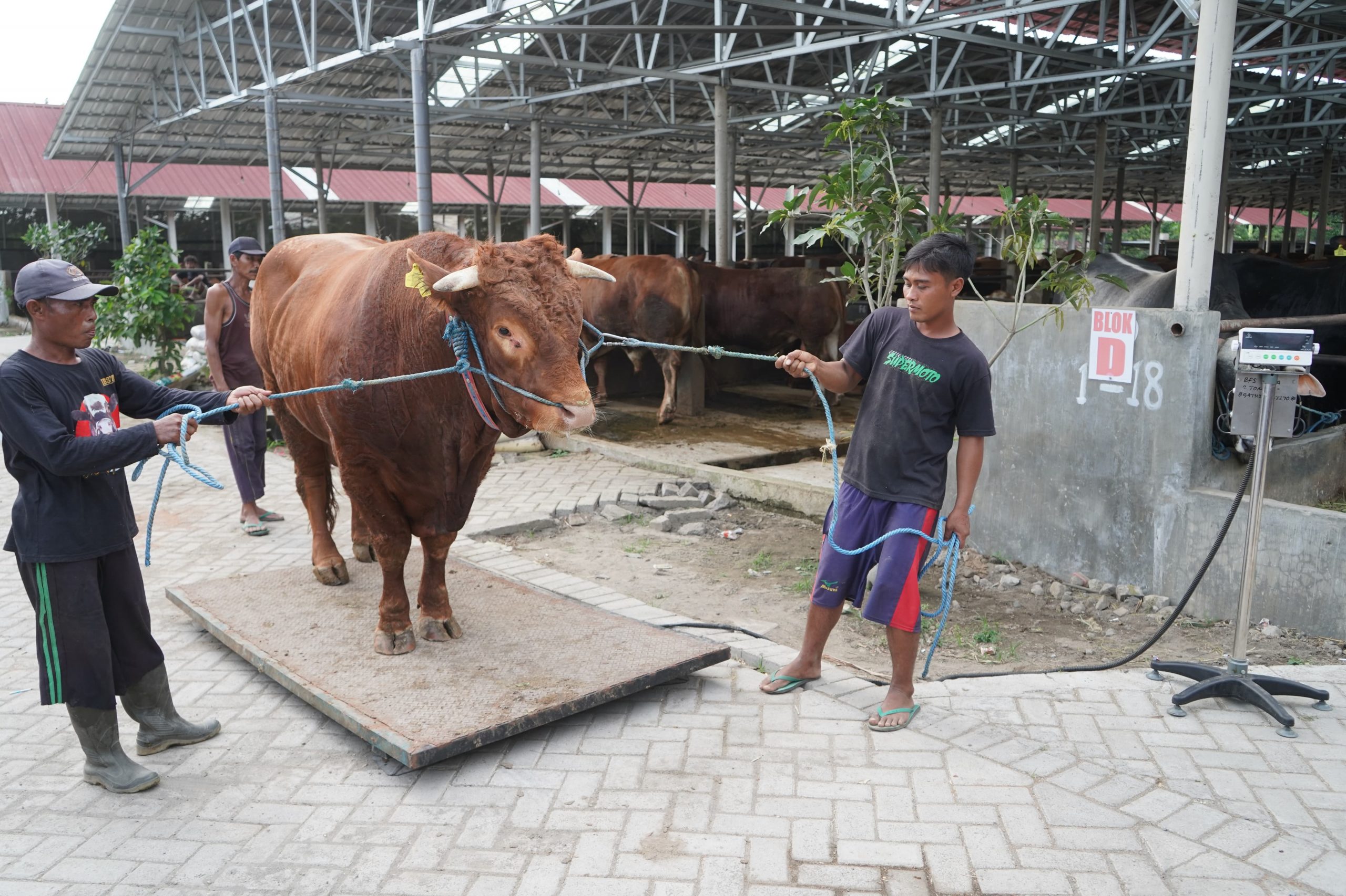 Mas Dhito Bareng Mbak Cicha Beli Empat Ekor Sapi Jumbo untuk Kurban 3 Mas Dhito
