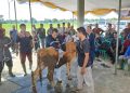 Sapi Kurban