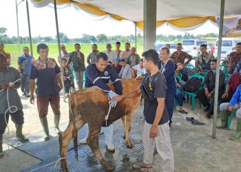 Sapi Kurban