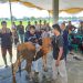 Sapi Kurban