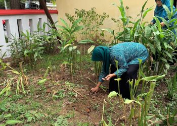 Optimalkan Pekarangan Kantor Kelurahan, PKK dan Pokja III Mangli Menanam Tanaman Obat untuk Kesehatan Ibu Hamil 1 Tanaman obat.
