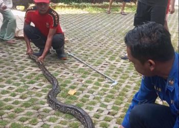 Damkar Tuban evakuasi 151 ekor ular