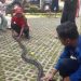Damkar Tuban evakuasi 151 ekor ular